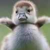 ellaorangetree